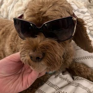 Kate Spade “Veronica” Sunglasses